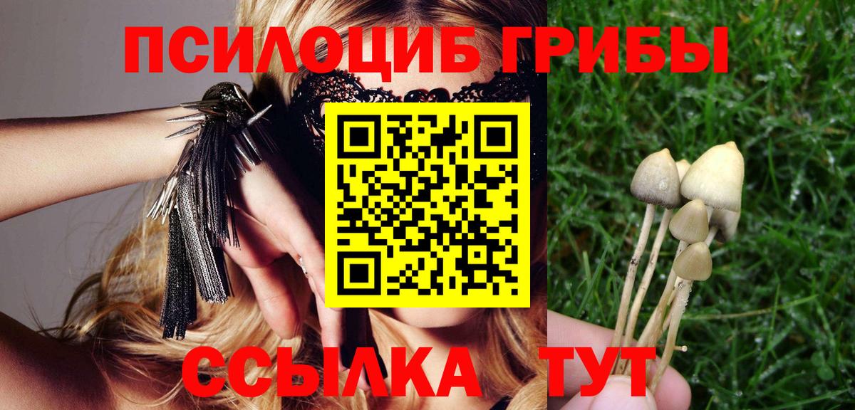 Псилоцибиновые грибы Psilocybe  Вход с VPN  Псков 